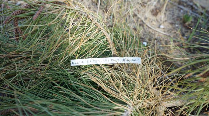 Halte aux abattages sauvages des arbres ! Plaintes déposées