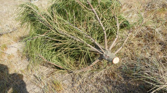 Le boisement (suite)